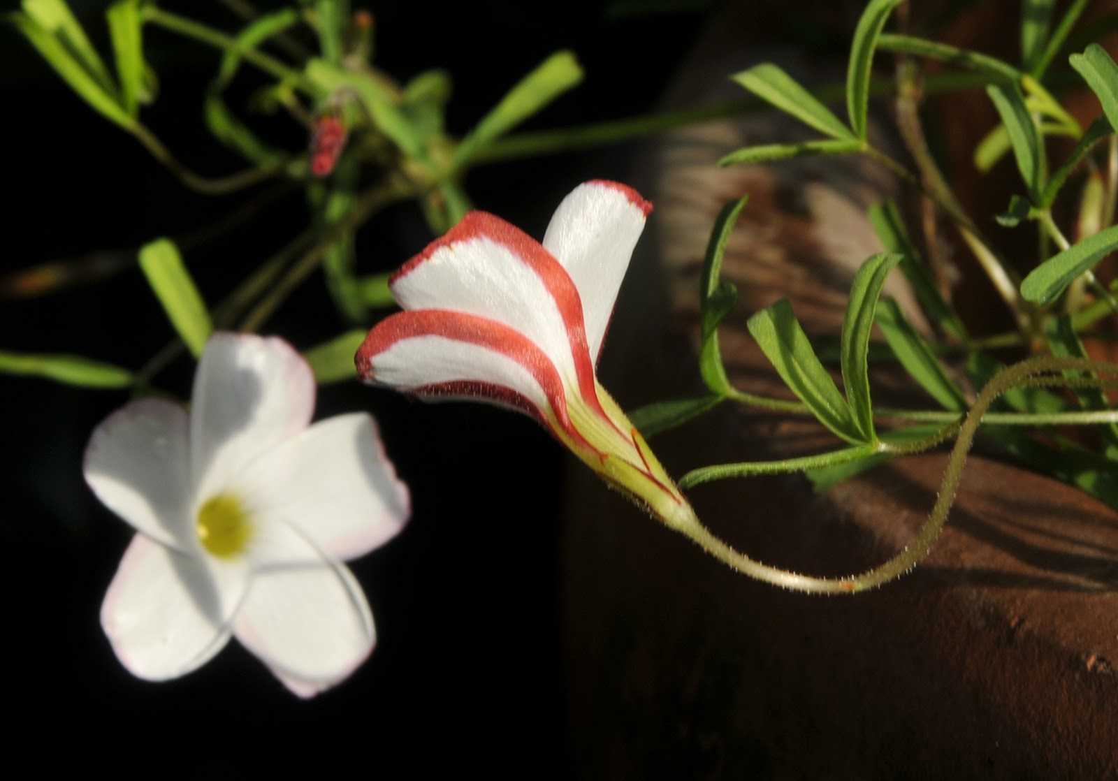 Кислица треугольная - уход и размножение растения в домашних условиях, как пересадить и где растет цветок, видео