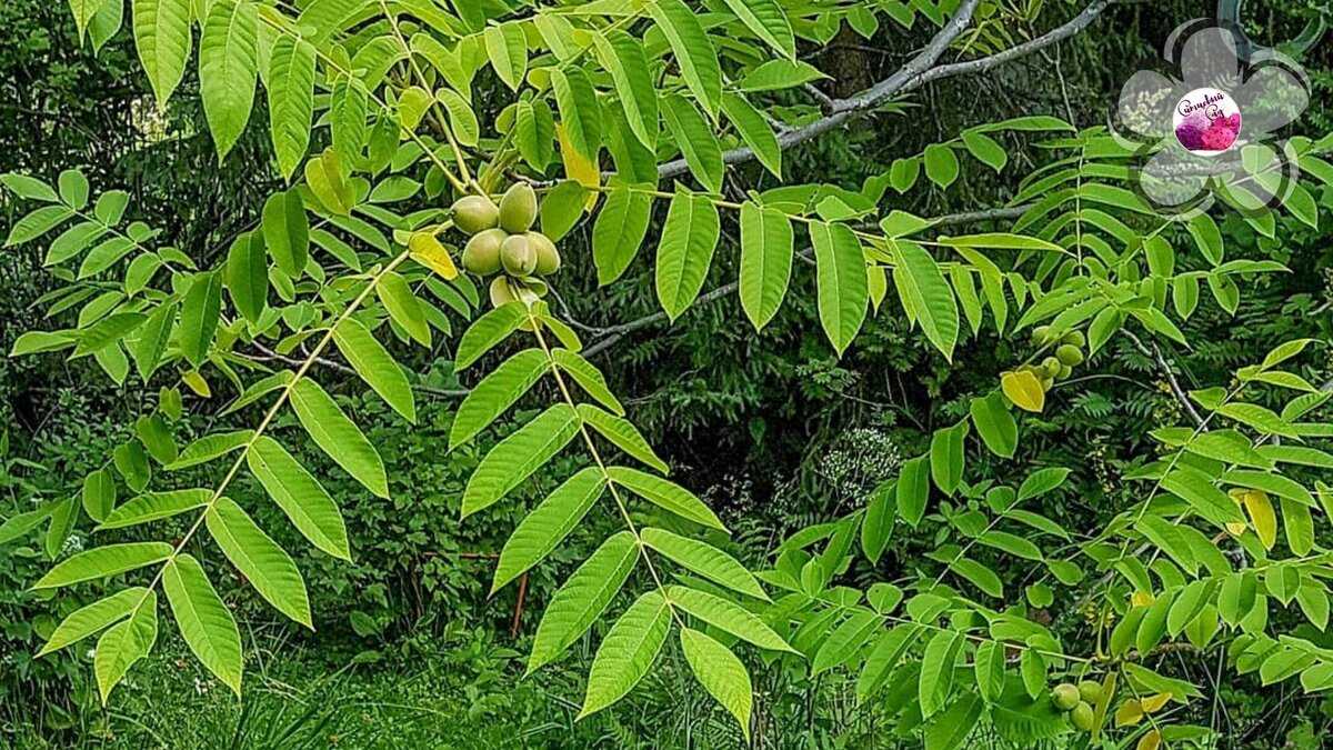 Маньчжурский орех: выращивание из семян и саженцев, посадка, уход