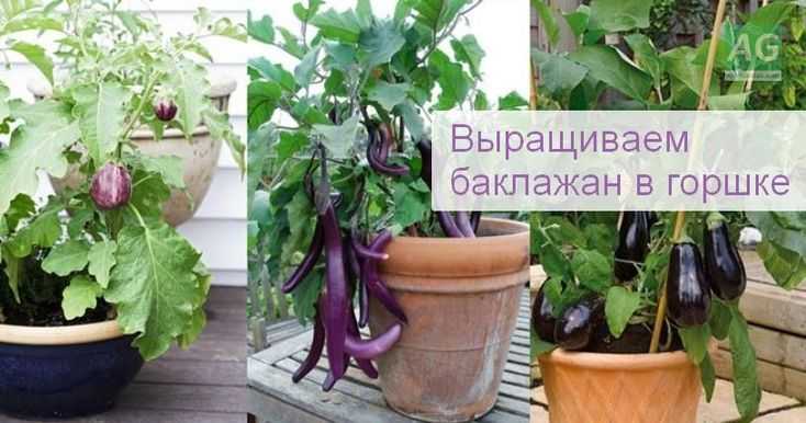 Особенности выращивания тыквы в открытом грунте