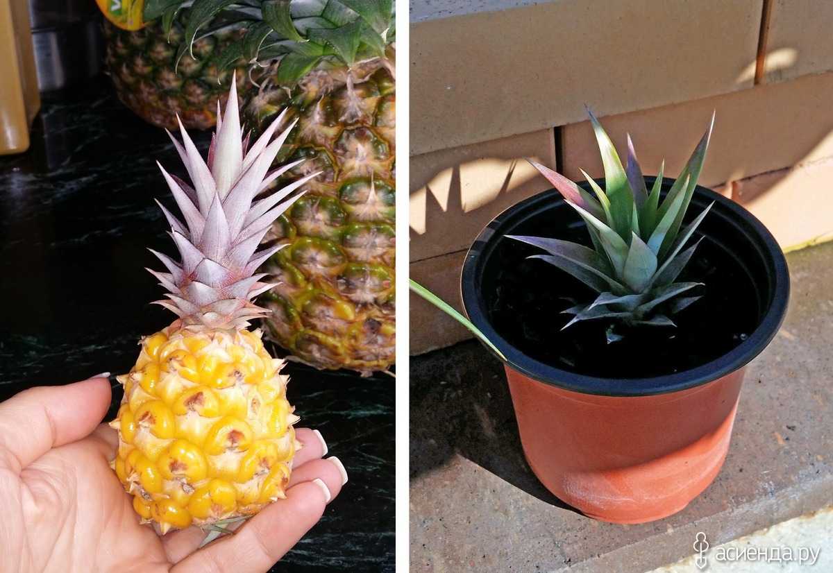 Как посадить и вырастить ананас в домашних условиях: пошаговая инструкция