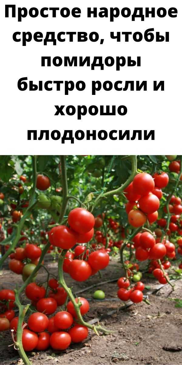 Почему не краснеют помидоры в теплице и открытом грунте