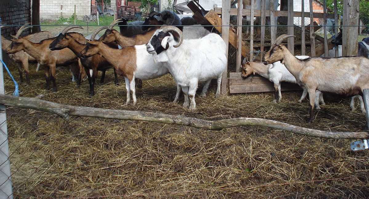 Как правильно доить козу - сколько раз в день и сколько лет доится 2022