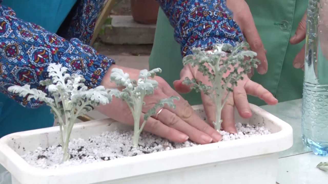 Цинерария приморская (серебристая): декоративность, сорта, выращивание и размножение