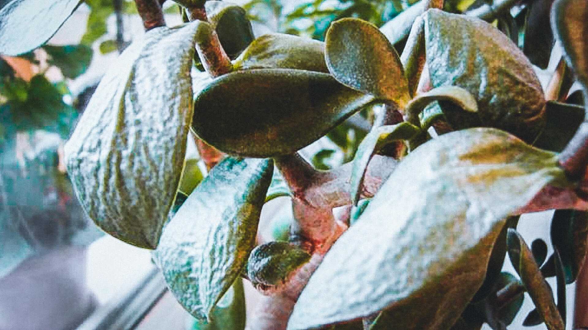 Основные причины по которым листья у денежного дерева становятся мягкими