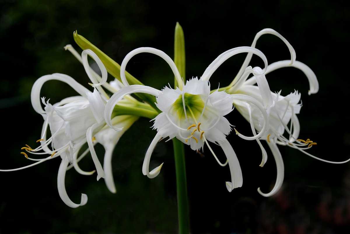 Цветок гелиотроп: выращивание на садовом участке, уход и размножение
