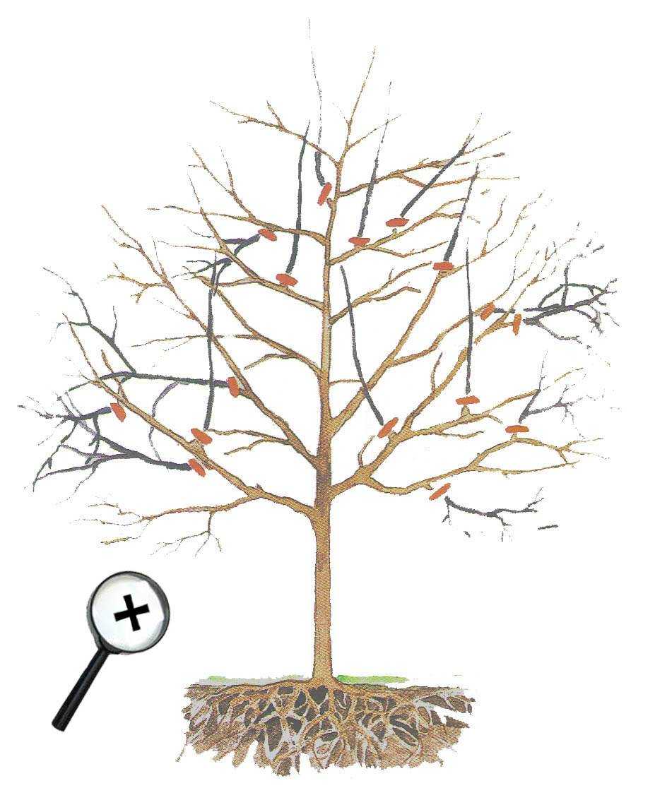 Обрезка плодовых деревьев: главные правила для начинающих