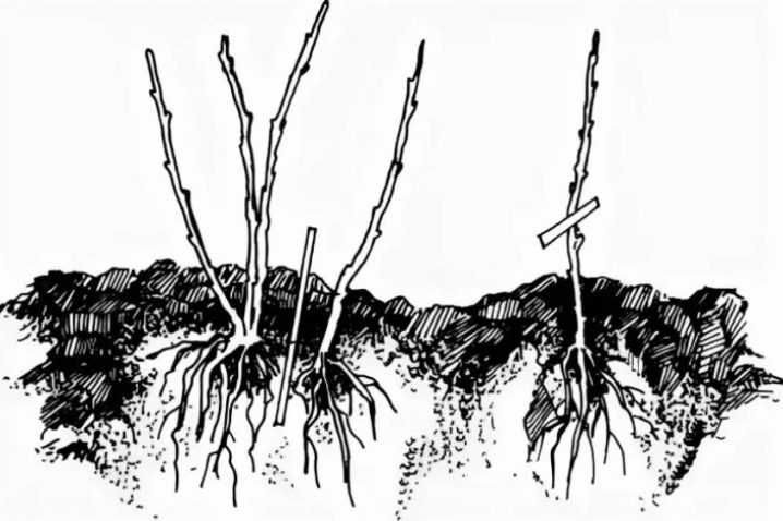 Как размножить шиповник черенками летом, алгоритм размножения черенкованием, как укоренить ветки и черенковать куст