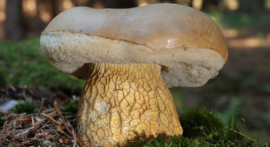Белые грибы: где растут и когда собирать, в какой сезон искать в лесу