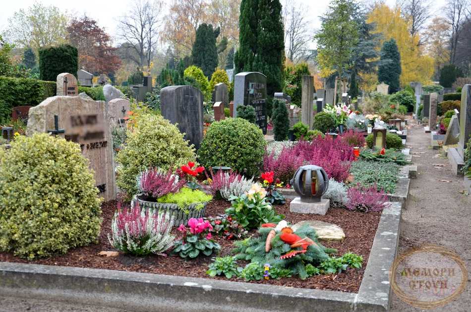 Какие цветы можно посадить на кладбище, многолетние: с фото и названием