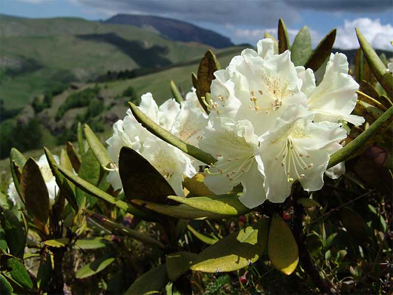 Рододендрон кавказский: когда цветёт в горах, лечебные свойства, применение, польза и вред растения, от чего помогает