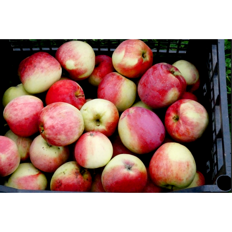 Лучшие зимние сорта яблок: 28 наименований с описаниями и фото
