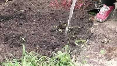 Как правильно посадить хризантему садовую многолетнюю: уход в открытом грунте