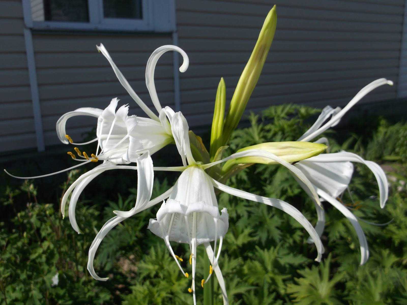 Гименокаллис — как выращивать правильно цветок в домашних условиях и в саду (115 фото + видео)