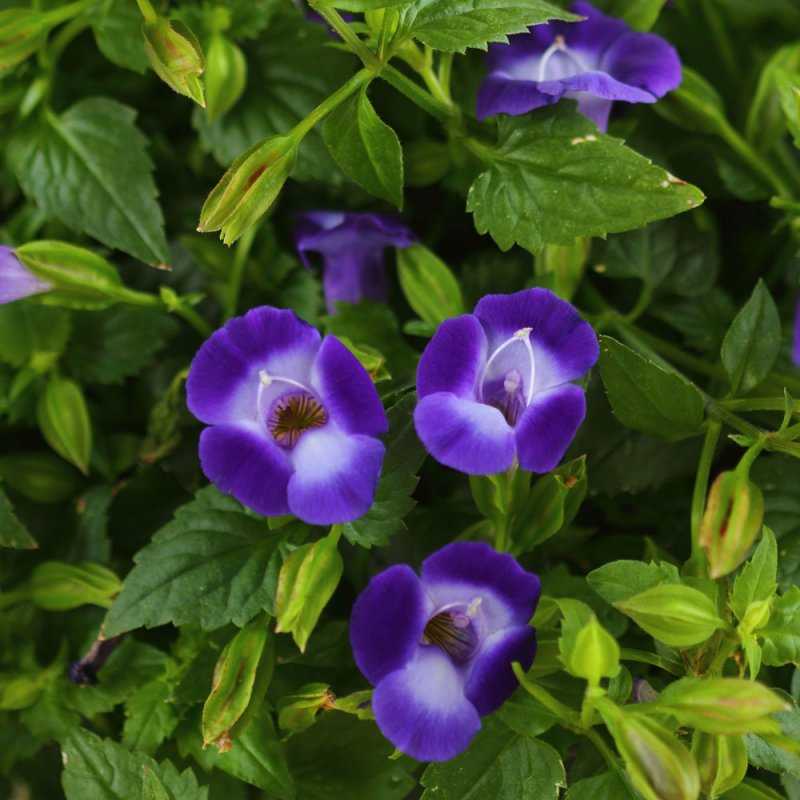 Синюха голубая - уход за садовым растением | подробное описание растения