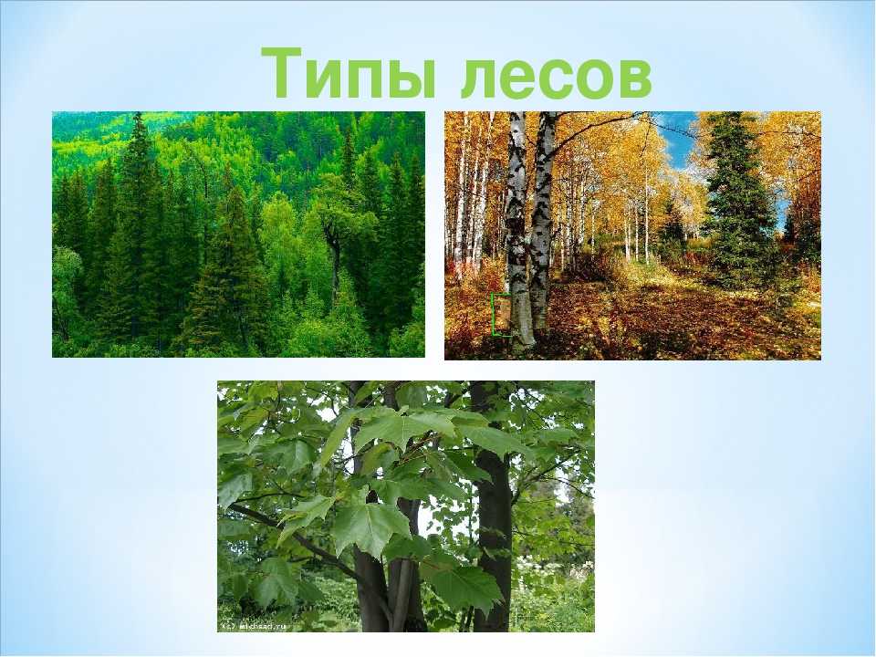 Лес. типы, виды и классификация лесов