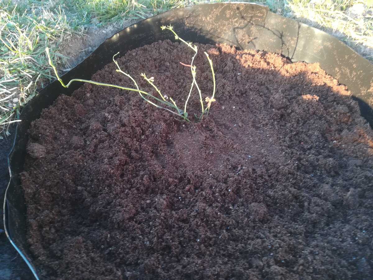 Выращивание черники в саду: секреты посадки в открытом грунте, размножения и ухода (20 фото & видео) +отзывы