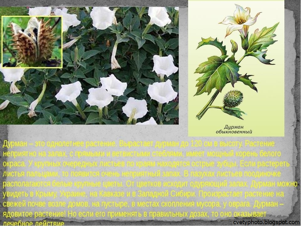 Настурция посадка и уход в открытом грунте, выращивание и размножение сорта, фото, сочетание в ландшафтном дизайне