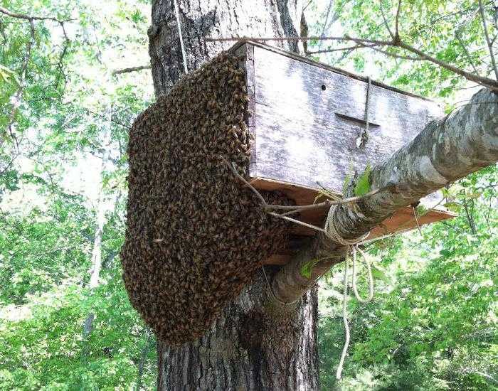 Ловля пчелиных роёв: с помощью ловушек и без, как поймать дикий рой, чем привлечь, видео