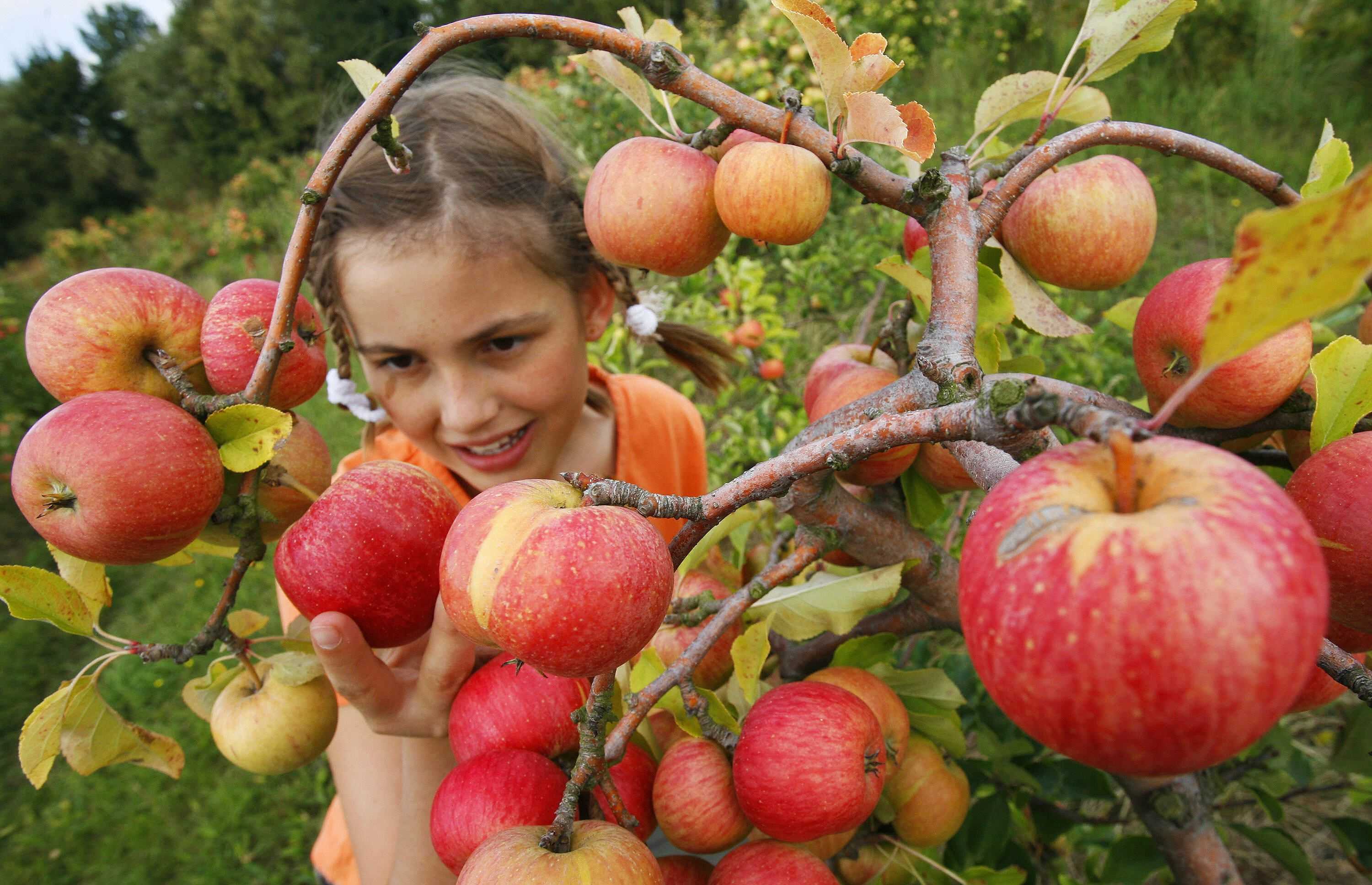 Описание и характеристики сорта яблонь лигол, тонкости выращивания