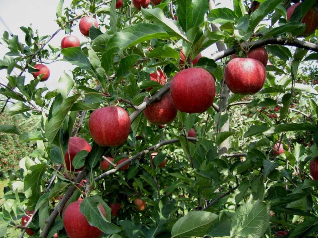 Описание сорта яблони гала: фото яблок, важные характеристики, урожайность с дерева