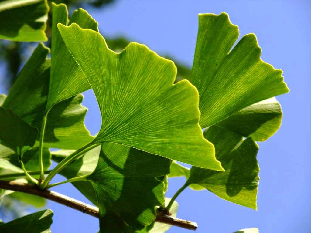 Растение гинкго билоба: выращивание, уход, удобрения и подкормка сорта, посадка, размножение и болезни + фото