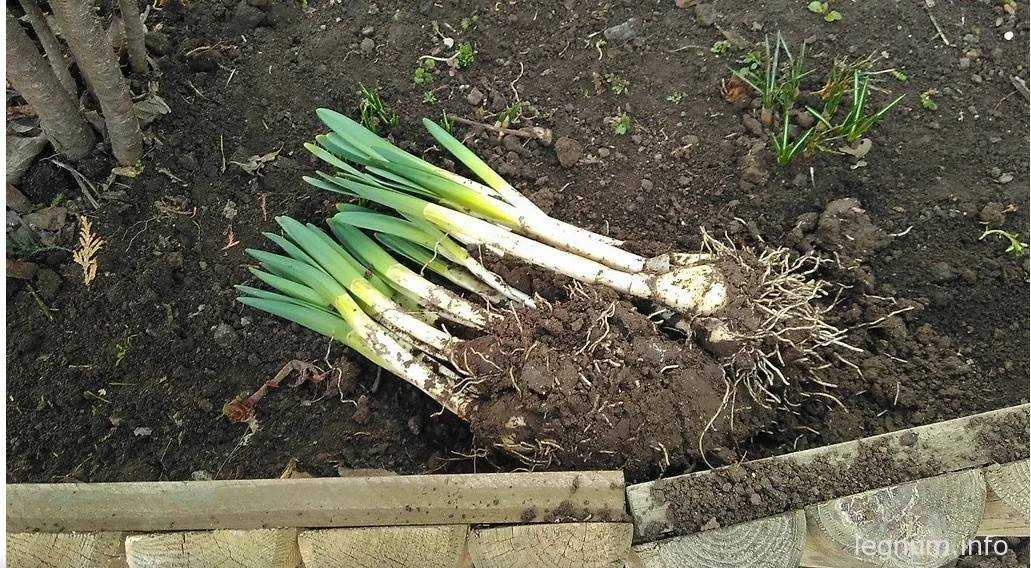 Нарциссы — посадка в открытом грунте и уход, выращивание в саду