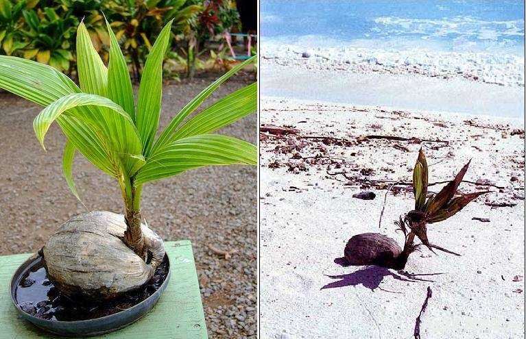 Кокосовая пальма (cocos nucifera). выращивание и уход в домашних условиях. | floplants. о комнатных растениях