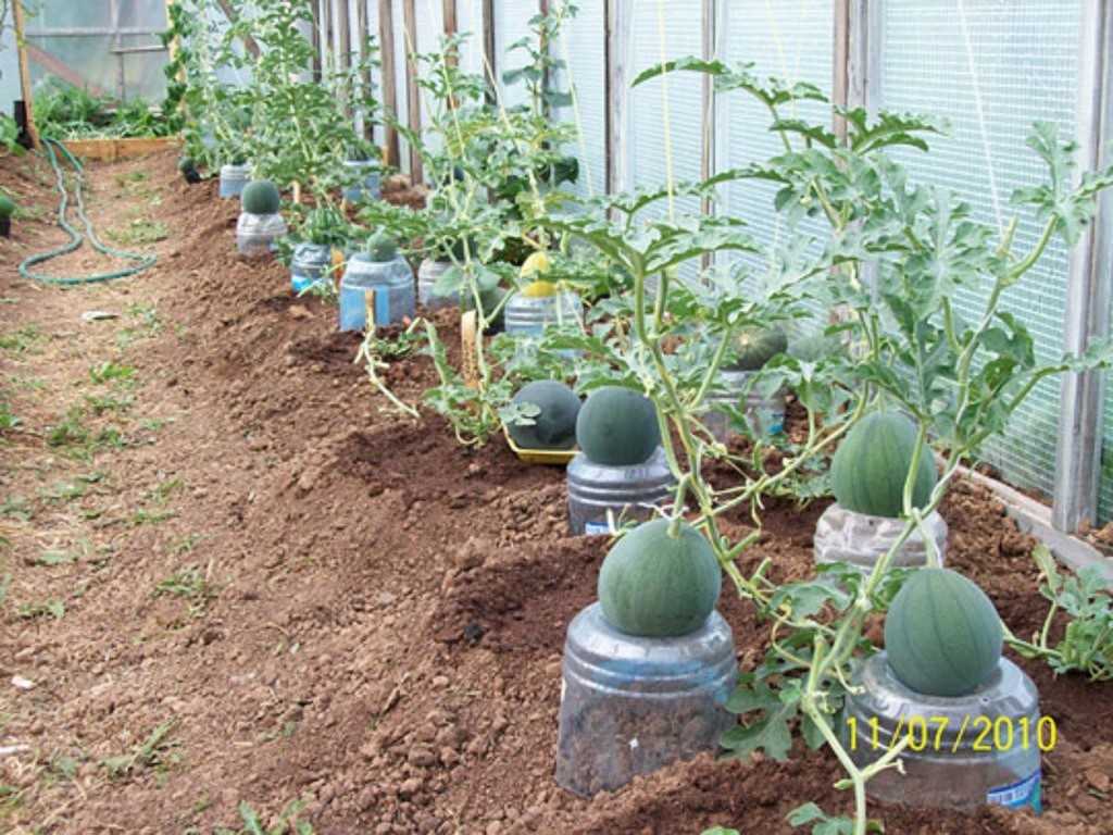 Посадка арбузов в 2020 году: сроки посева, выращивание и уход