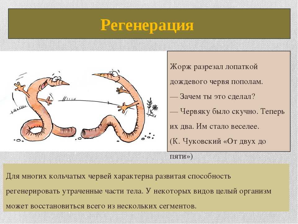 Сколько живет червь и его жизненный цикл.
