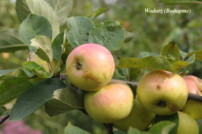Осенние сорта яблони: выбираем лучшие варианты по описанию и фото