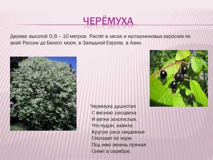 Черёмуха маака: характерные особенности вида и его описание, правила выращивания и ухода за деревом