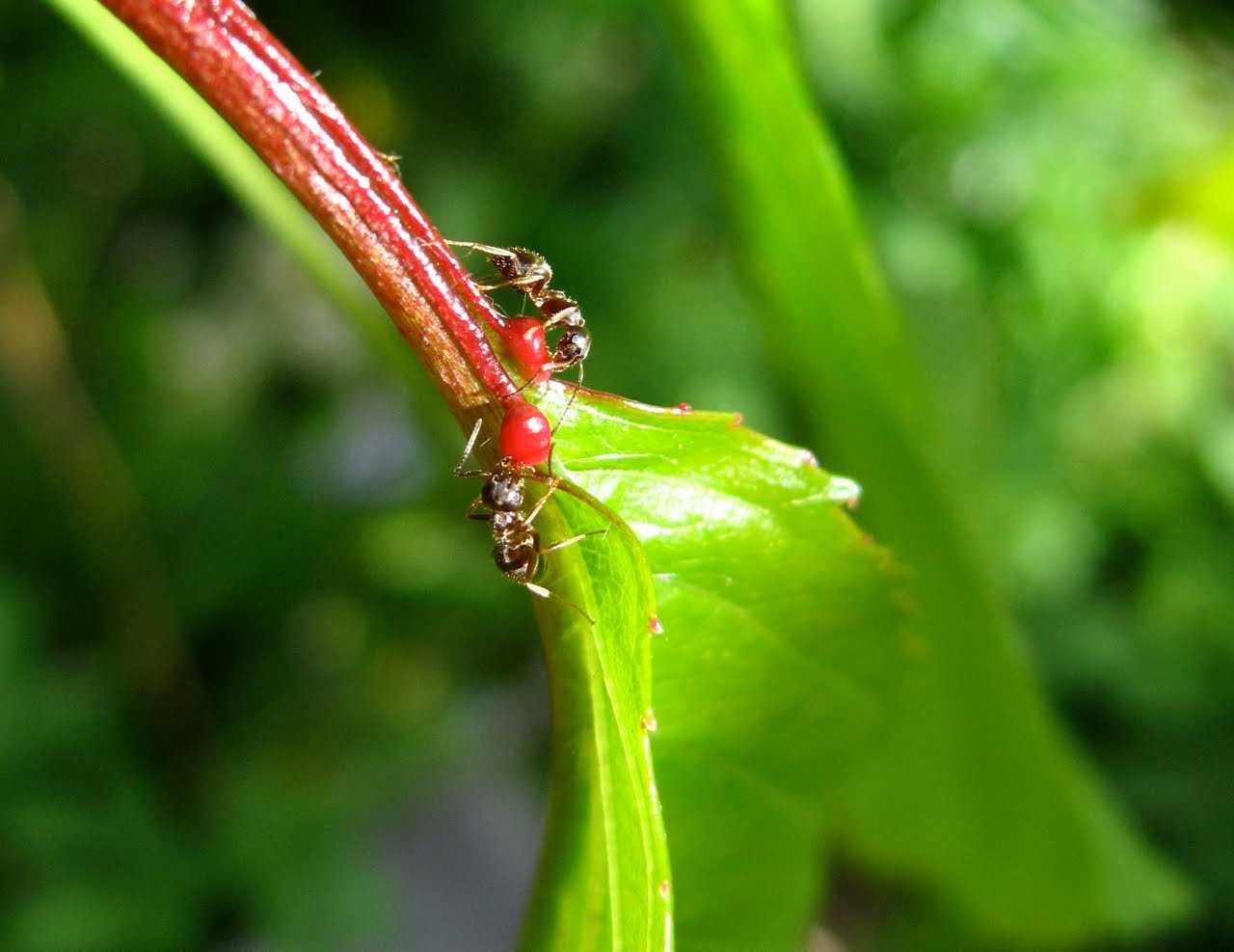 Как избавиться от муравьев на вишне или черешне