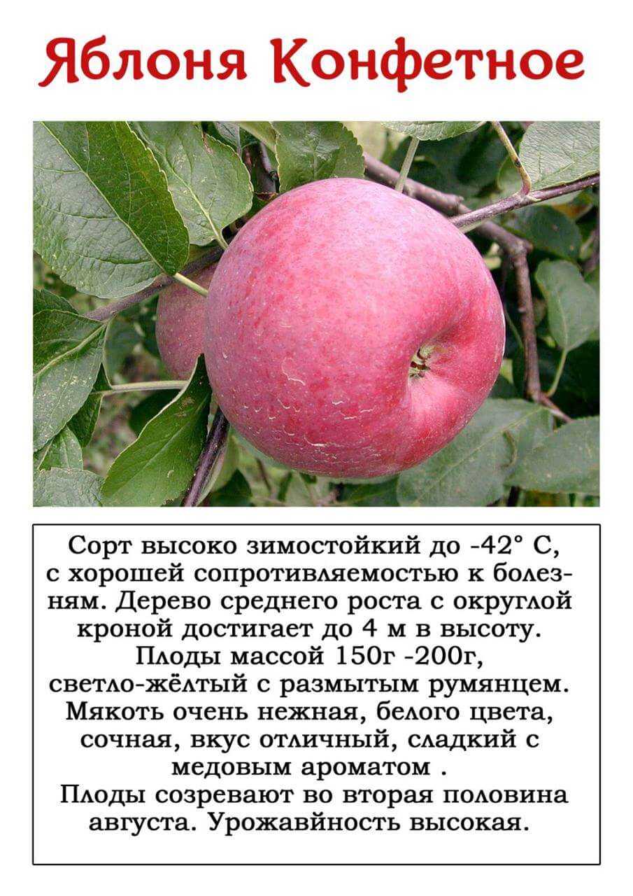 Зимние сорта яблони для средней полосы россии: лучшие виды, их описание и особенности, а также правила ухода selo.guru — интернет портал о сельском хозяйстве