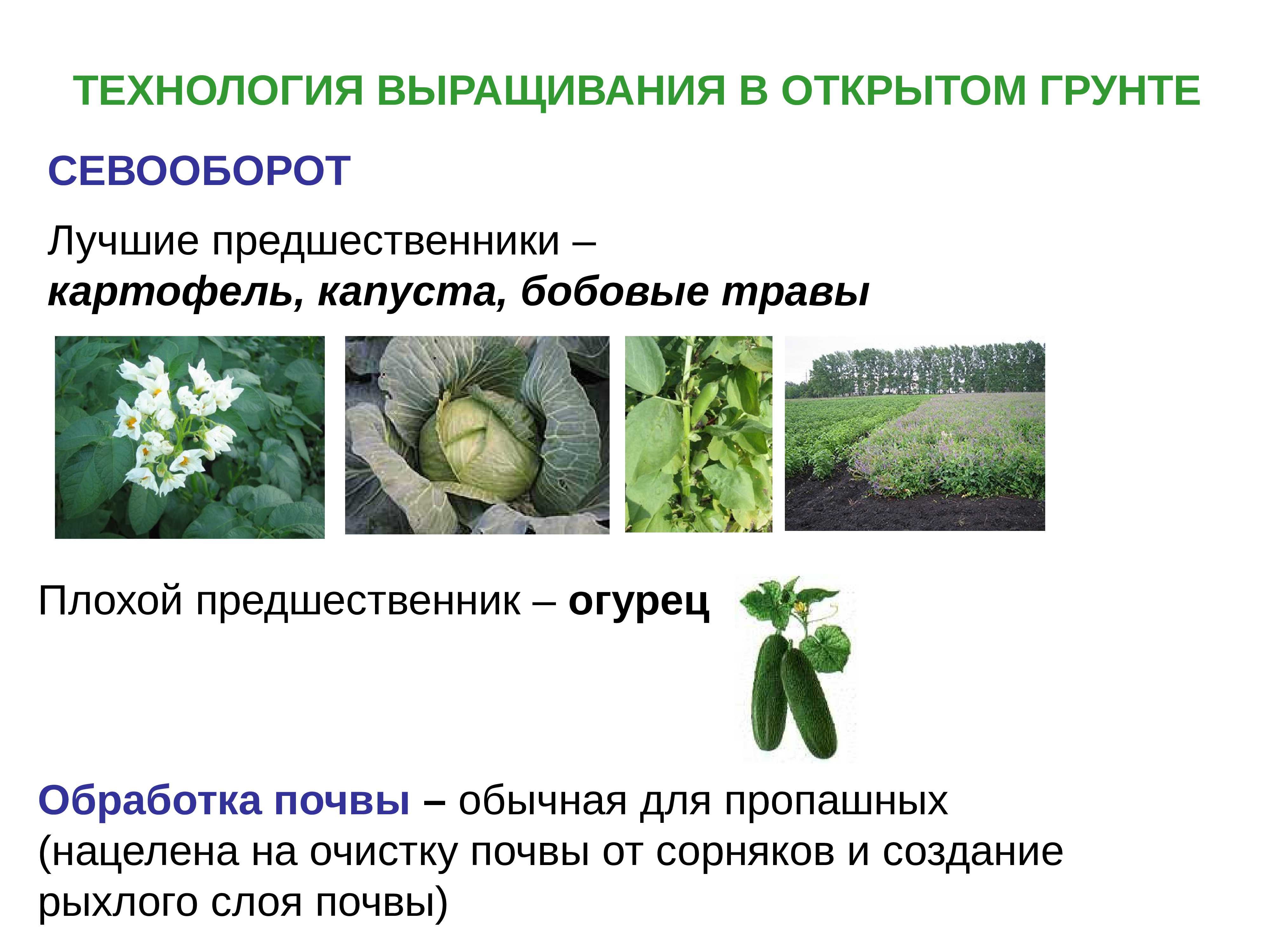 Выращивание огурцов в теплице: правила, советы, рекомендации