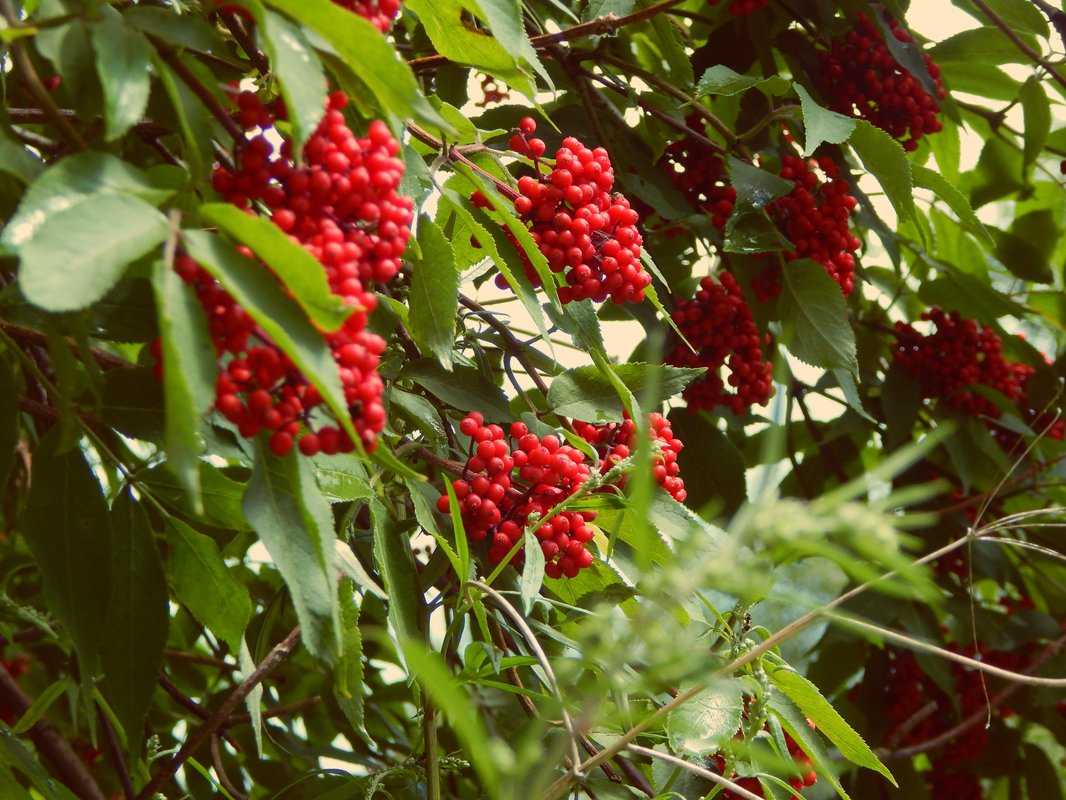Бузина красная — описание, полезные и вредные свойства, состав и калорийность ягод, фото