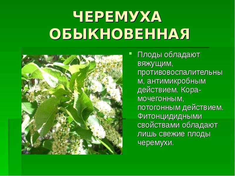 Черёмуха — выращивание, виды и формы . посадка и уход. фото — ботаничка.ru
