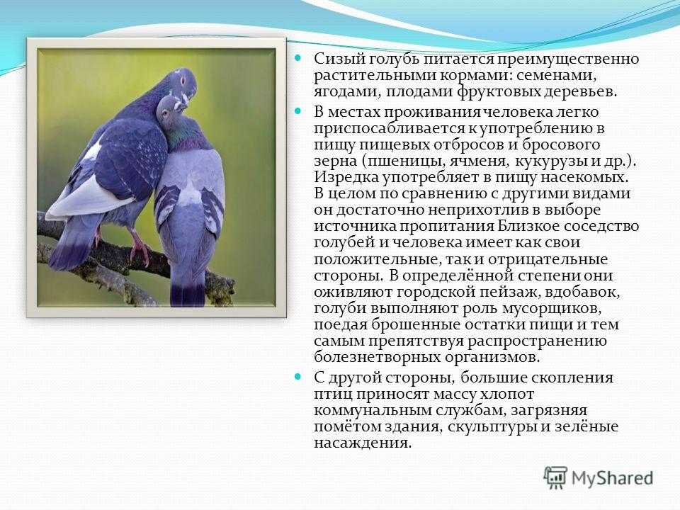 Голубь - все о птице от а до я: виды, фото, отзывы, уход и содержание, питание, размножение