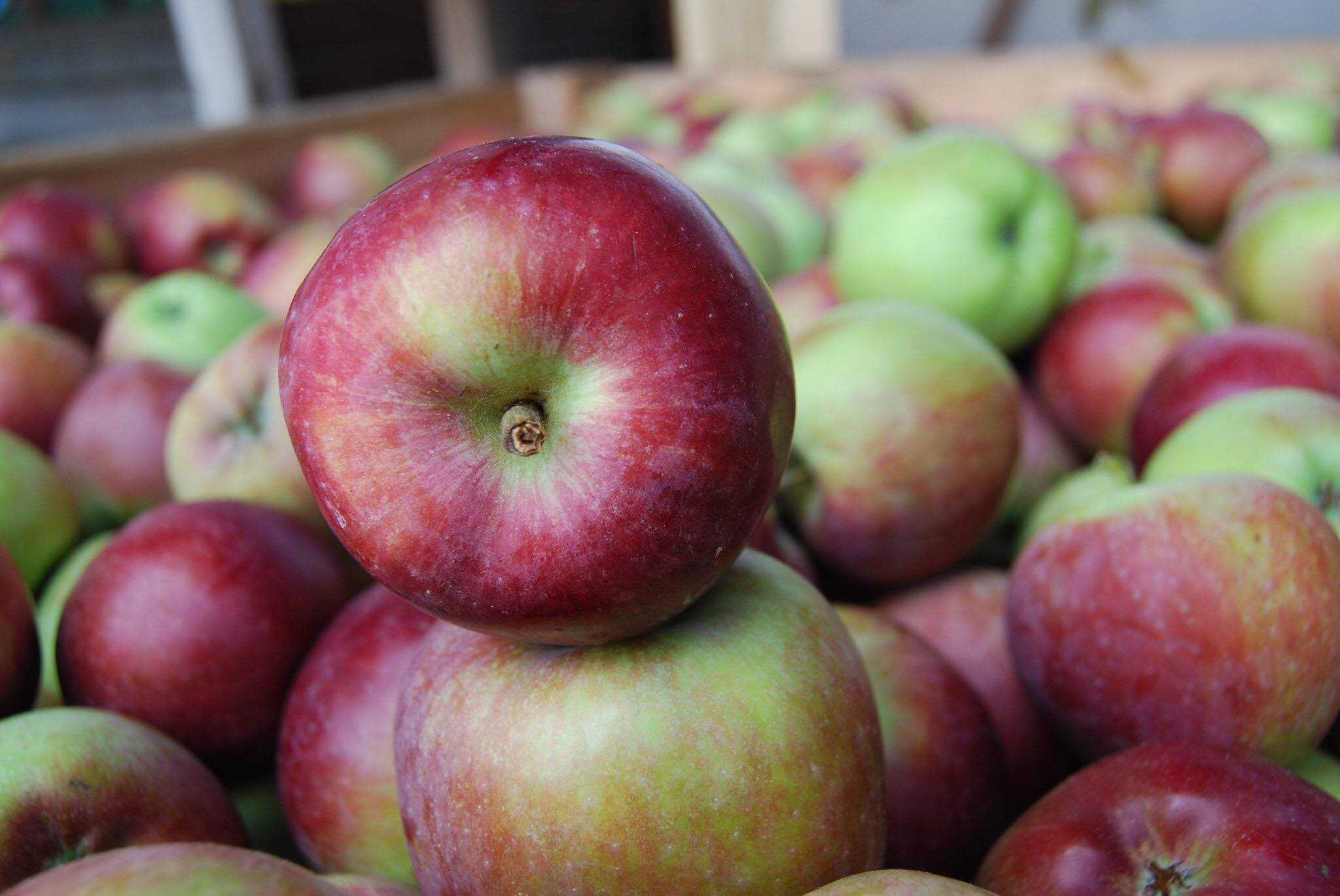 Сорта яблок: осенние, зимние, летние. старинные и новые сорта