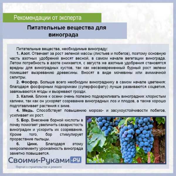 Выращивание винограда: советы новичкам и фото на supersadovnik.ru