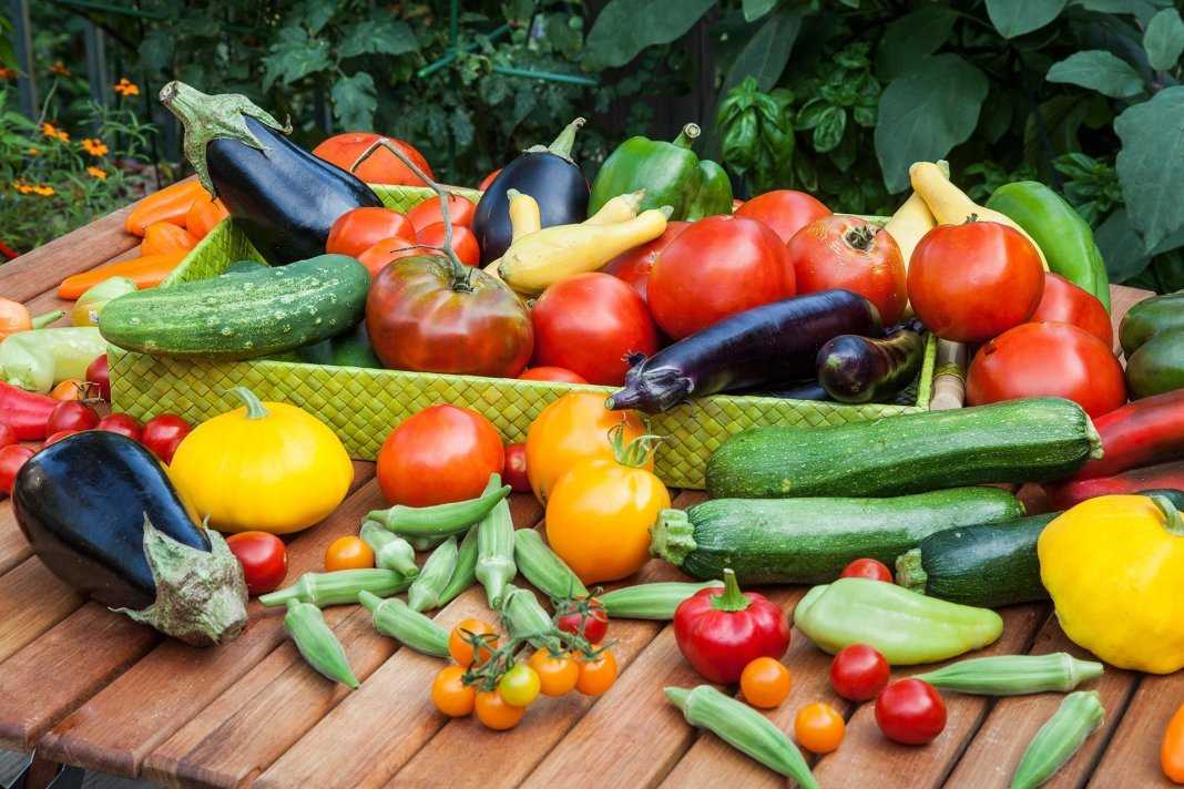 Ботва помидоров: применение в огороде, как удобрение и для обработки от вредителей