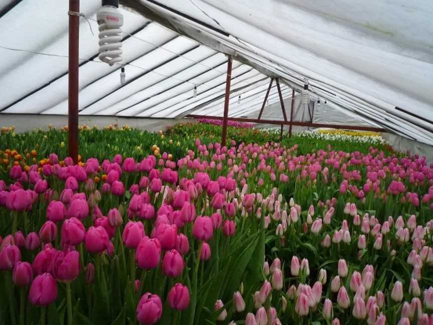 Выращивание тюльпанов в теплице: технология, уход, агротехника, фото, видео