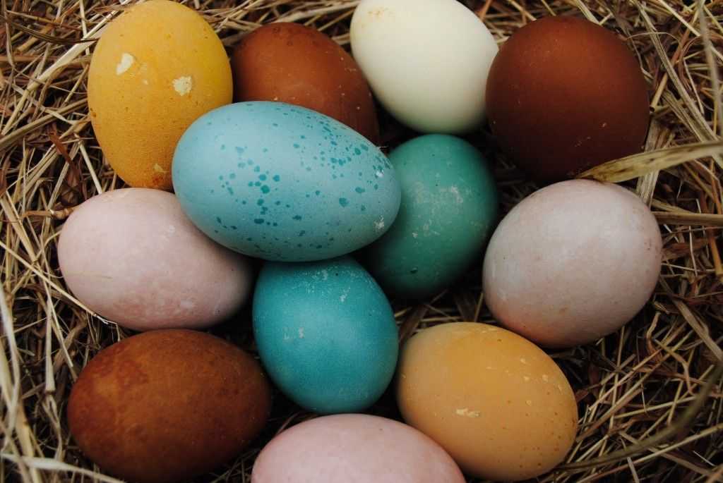 Породы кур, несущие голубые и зеленые яйца