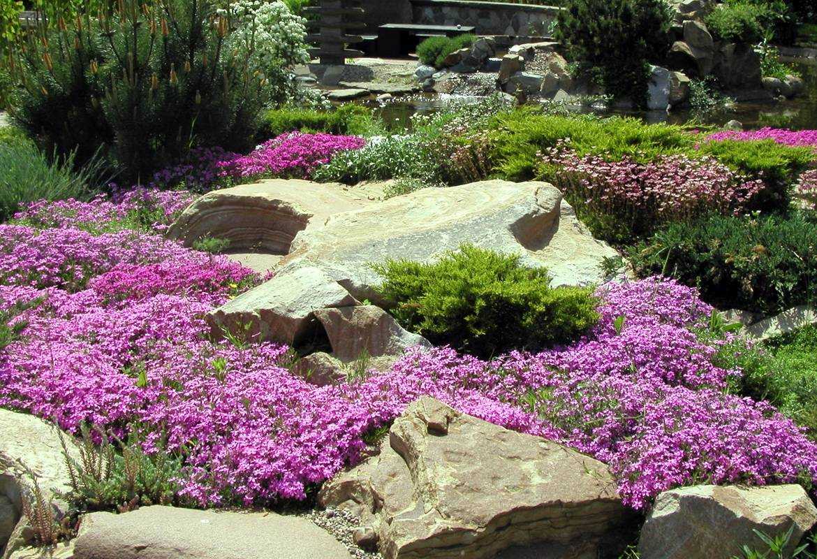 Цветущие почвопокровные многолетники: виды стелющихся растений, примеры цветочно-декоративного оформления сада