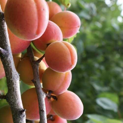 Абрикос краснощекий – неприхотливый сорт с высокой урожайностью
