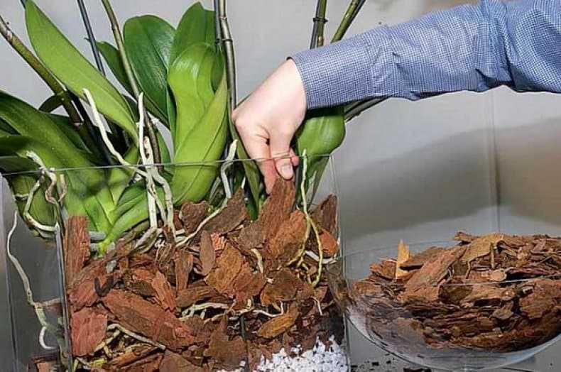 Грунт для орхидей: состав своими руками, инструкция