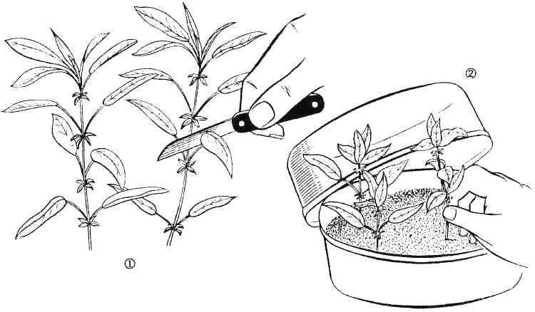 Описание рододендрона и его популярных сортов Оптимальные условия для растения, процедура посадки и пересадки Уход, способы размножения, возможные проблемы