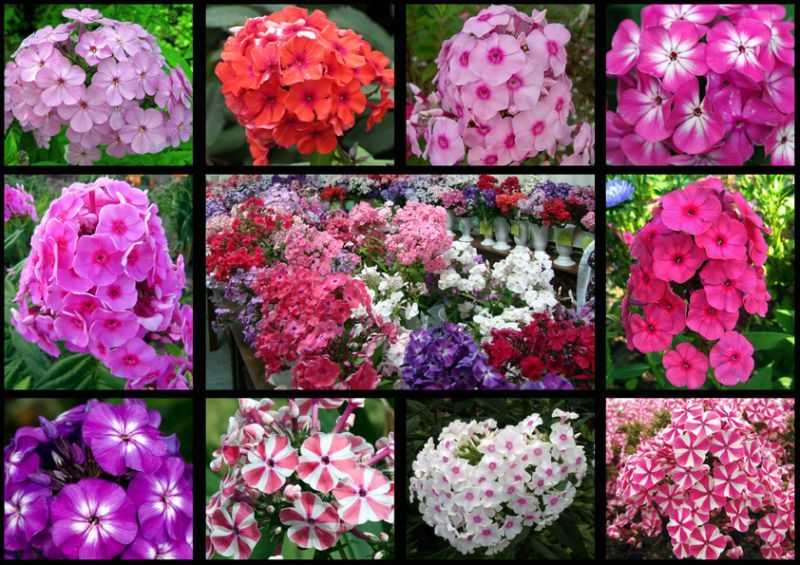Многолетние флоксы: сорта, фото с названиями, разновидности низкорослых цветов