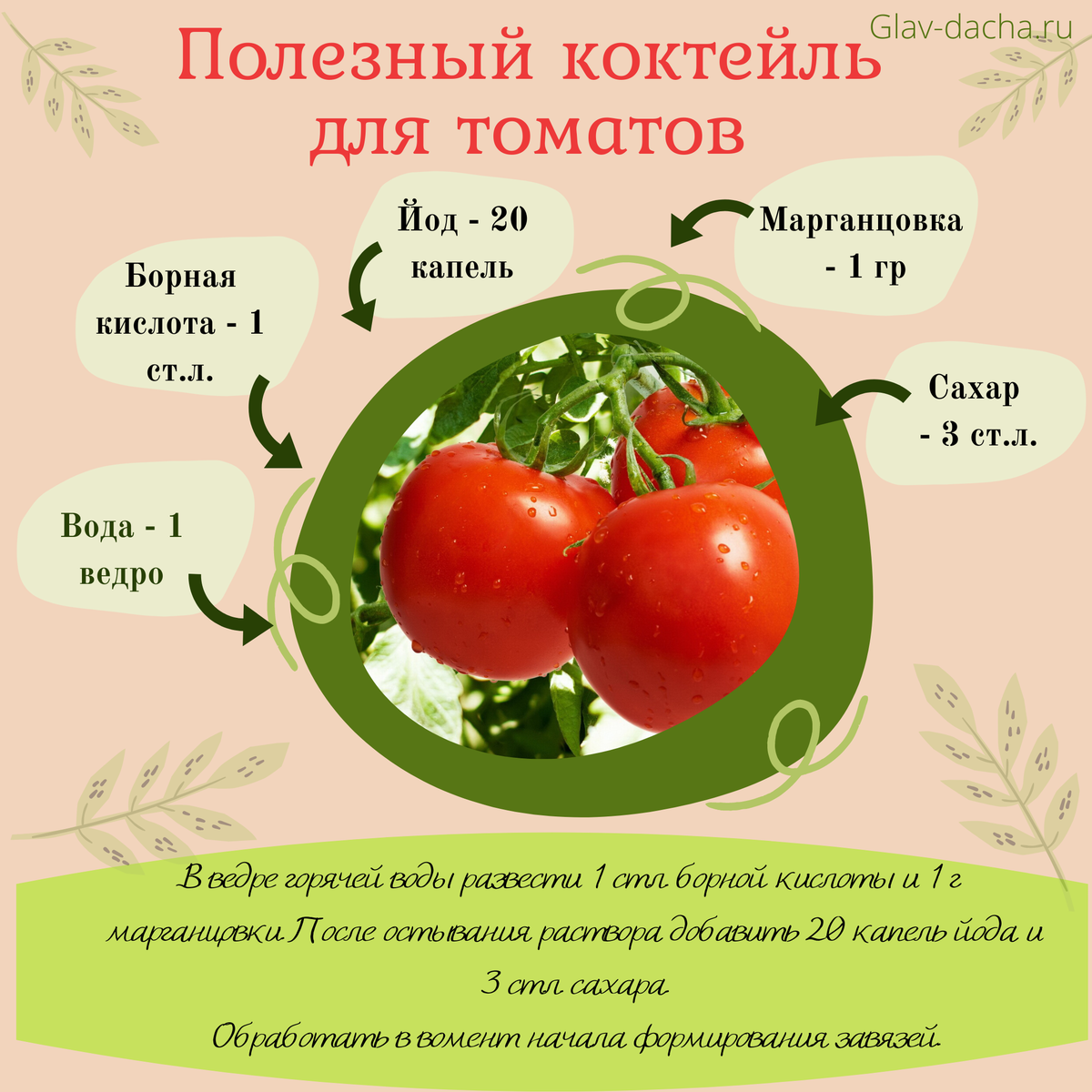 Борная кислота для томатов во время цветения: как опрыскать помидоры и провести обработку под корень, все о преимуществах и недостатках подкормки