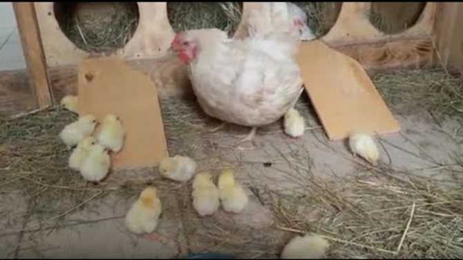 Как подкладывать яйца под курицу наседку