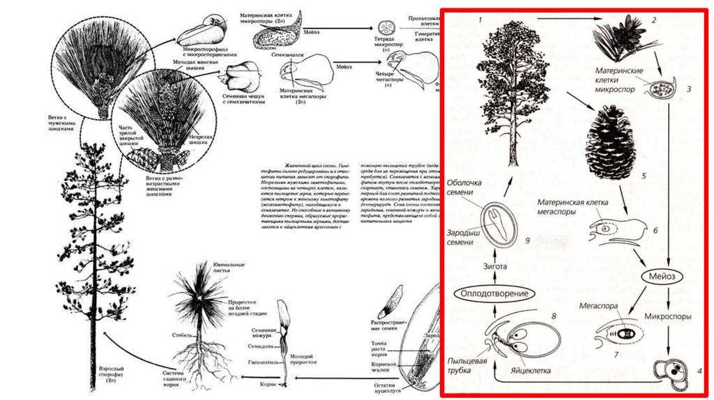 Хвойные егэ. Жизненный цикл голосеменных растений сосна схема. Жизненный цикл голосеменных растений сосна обыкновенная. Жизненный цикл голосеменных ЕГЭ. Цикл сосны обыкновенной.